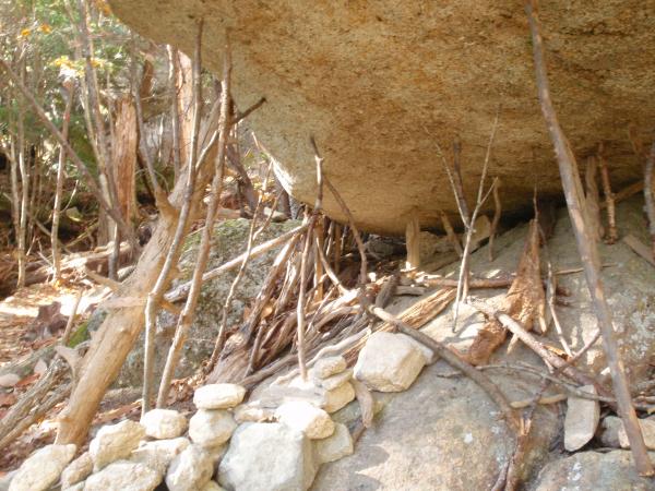 木の枝いっぱい？